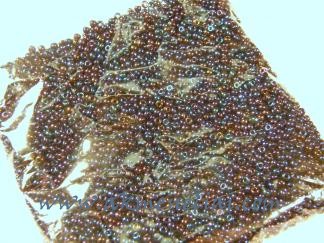 Biseris 1,9x2,5mm