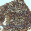 Biseris 1,4x2,2mm