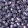 Toho biseris  TR-11-PF2124 11/0 PermaFinish - Silver-Lined Milky Tanzanite 
