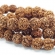 Rudraksha- Rudrakša, 10x9mm
