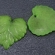 Lapelis akrilinis žalias matinis 15x14,5mm