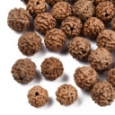 Rudraksha- Rudrakša, karoliukai su skylute, 8~9.5x7~9.5mm